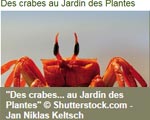 Expositions Paris Des crabes au Jardin des Plantes