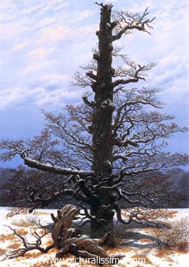 Friedrich Chêne sous la neige