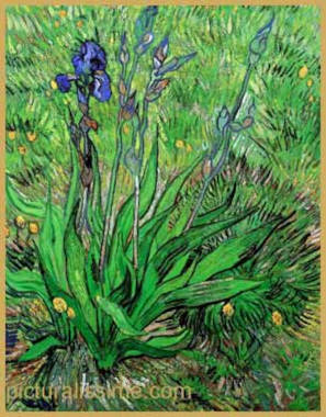 Van Gogh Iris