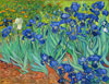 Van Gogh les Iris